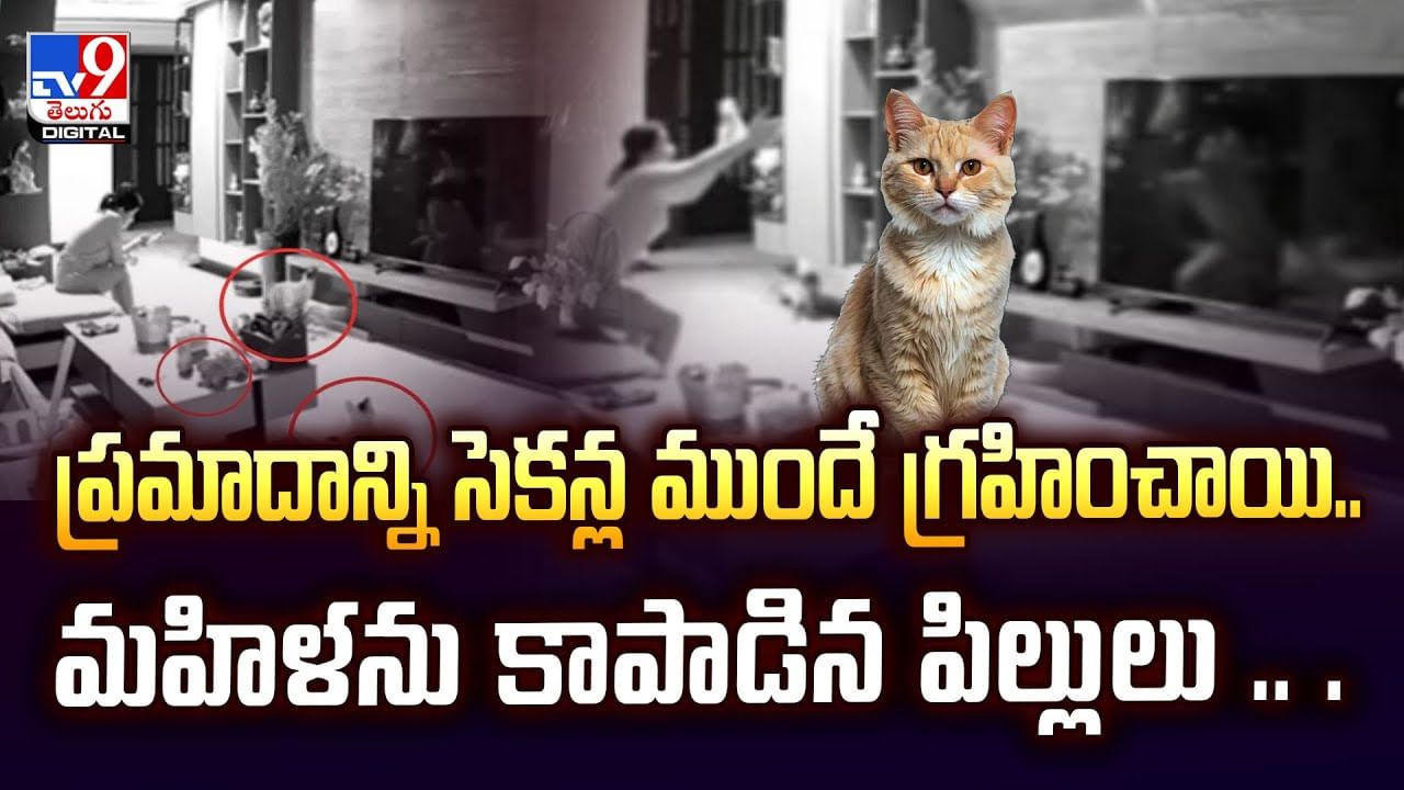 ప్రమాదాన్ని సెకన్ల ముందే గ్రహించాయి.. మహిళను కాపాడిన పిల్లులు వీడియో