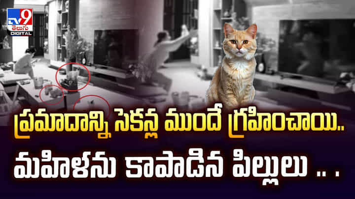 ప్రమాదాన్ని సెకన్ల ముందే గ్రహించాయి.. మహిళను కాపాడిన పిల్లులు వీడియో ప్రమాదాన్ని సెకన్ల ముందే గ్రహించాయి.. మహిళను కాపాడిన పిల్లులు వీడియో