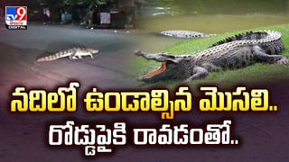 ప్రమాదాన్ని సెకన్ల ముందే గ్రహించాయి.. మహిళను కాపాడిన పిల్లులు వీడియో