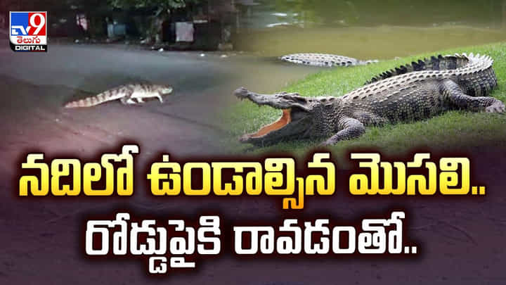 నదిలో ఉండాల్సిన మొసలి.. రోడ్డుపైకి రావడంతో.. వీడియో నదిలో ఉండాల్సిన మొసలి.. రోడ్డుపైకి రావడంతో.. వీడియో