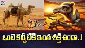 ఒంటె కన్నీటికి ఇంత శక్తి ఉందా..వీడియో ఒంటె కన్నీటికి ఇంత శక్తి ఉందా..వీడియో