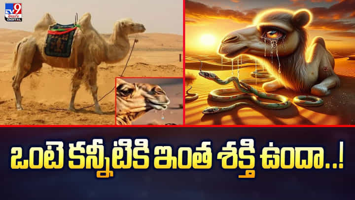 ఒంటె కన్నీటికి ఇంత శక్తి ఉందా..వీడియో ఒంటె కన్నీటికి ఇంత శక్తి ఉందా..వీడియో