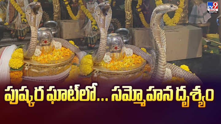 శివాలయంలో అద్భుతం.. శివలింగంపై నాగుపాము వీడియో శివాలయంలో అద్భుతం.. శివలింగంపై నాగుపాము వీడియో