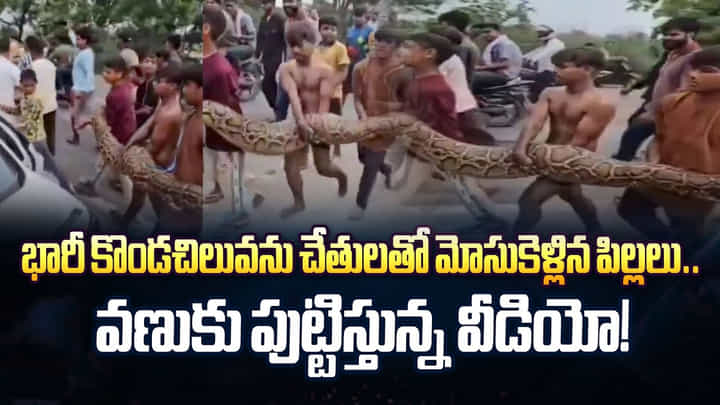 భారీ కొండచిలువను చేతులతో మోసుకెళ్లిన పిల్లలు..వణుకు పుట్టిస్తున్న వీడియో! భారీ కొండచిలువను చేతులతో మోసుకెళ్లిన పిల్లలు..వణుకు పుట్టిస్తున్న వీడియో!