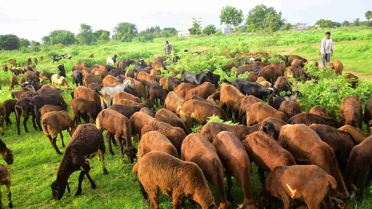 Andhra: మేకలు మేపుతుండగా అదో మాదిరి శబ్దాలు.. ఏంటని వెళ్లి చూడగా ఆశ్చర్యం