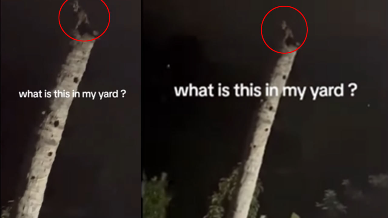 Viral Video: పెరట్లోని కొబ్బరి చెట్టుపై ఏదో నల్లటి ఆకారం.. టార్చ్ వేసి చూడగా.. అమ్మబాబోయ్.!