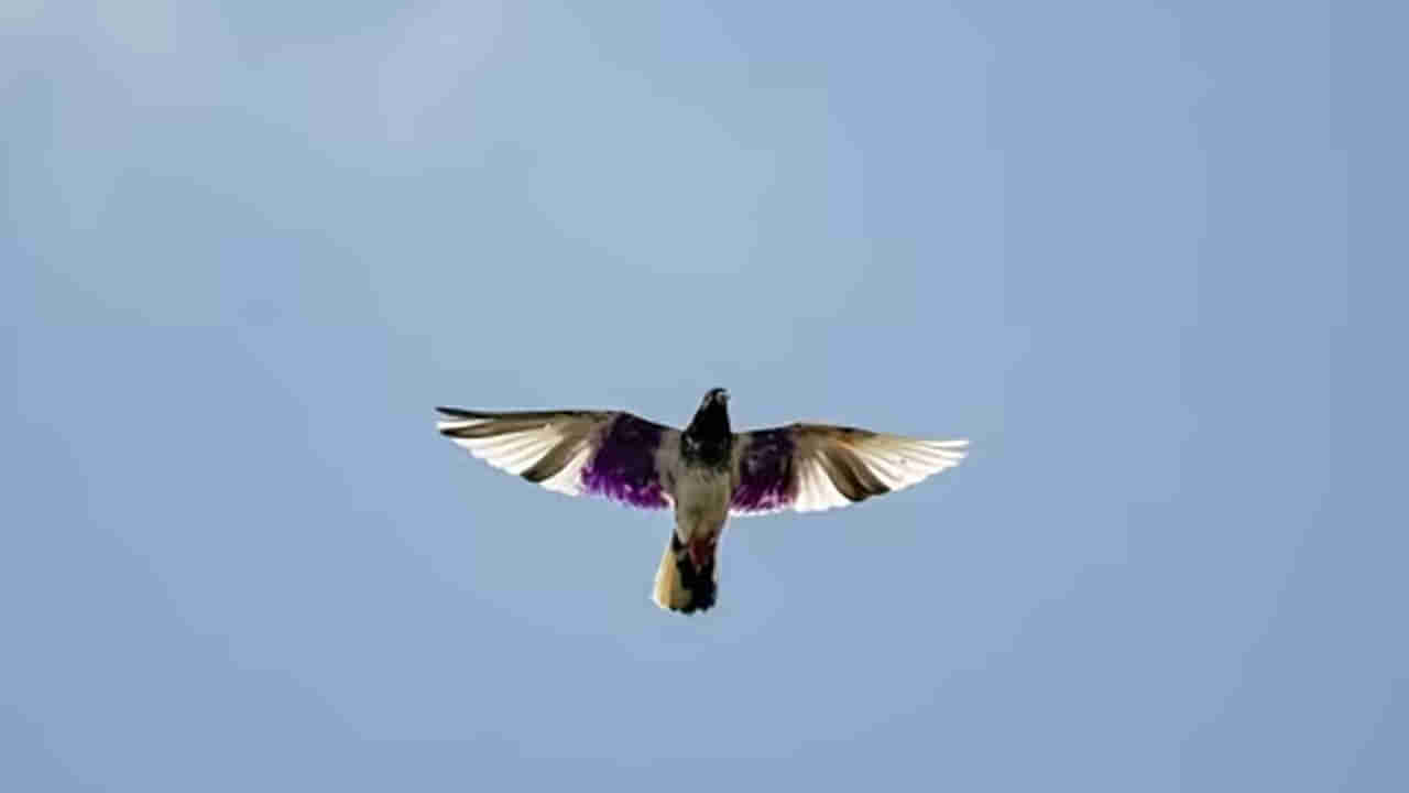 సరదా అనుకున్నారు.. చావు దెబ్బ తిన్నారు.. పావురాల కాళ్లకు లైట్లు కట్టి..