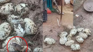 Viral Video: సెల్ఫీ సాకుతో చంపాలనుకుంది… భార్యపై భర్త ఫిర్యాదు… అసలేం జరిగిందంటే…