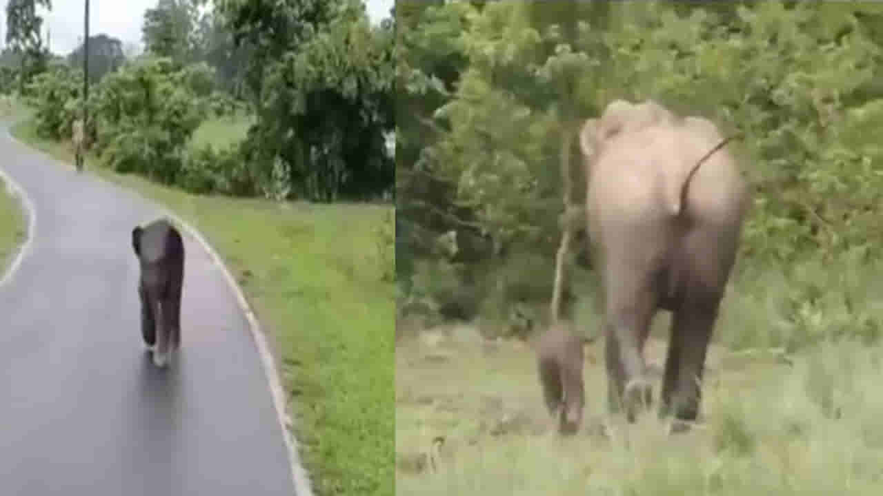 Viral Video: దారితప్పి తల్లికోసం తల్లడిల్లిన గున్న ఏనుగు.. తల్లిని కలిసిన తర్వాత దాని ఆనందం ఎలా ఉందంటే..