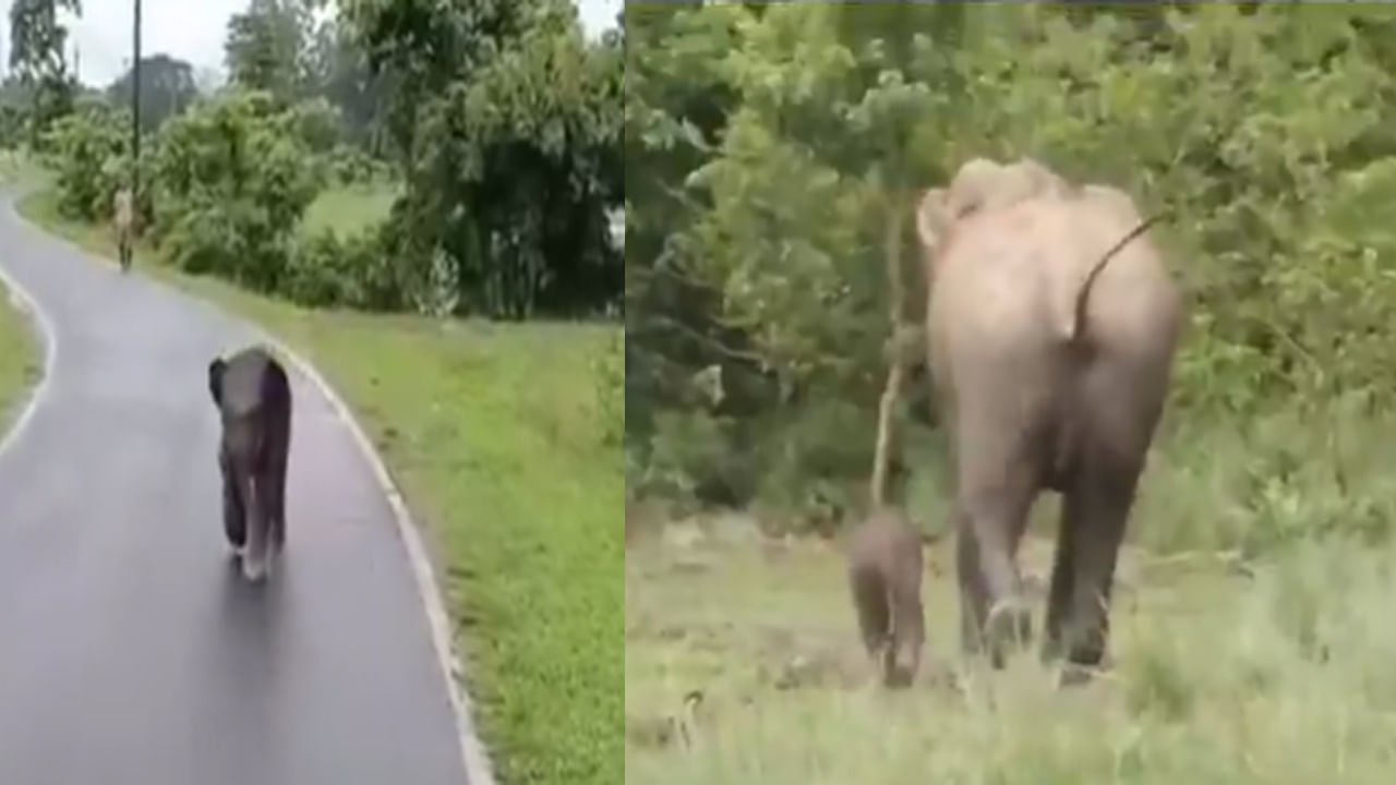 Viral Video: దారితప్పి తల్లికోసం తల్లడిల్లిన గున్న ఏనుగు.. తల్లిని కలిసిన తర్వాత దాని ఆనందం ఎలా ఉందంటే..