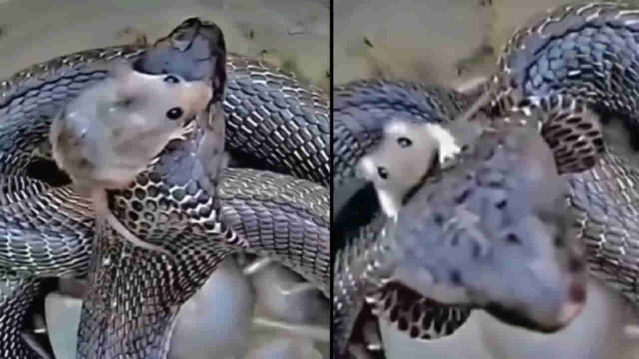 Viral Video: ప్రాణం కోసం పాము పడగ మీద కూర్చున్న ఎలుక.. ఆహారాన్ని అందుకోవాలని పాము పాట్లు.. వీడియో వైరల్