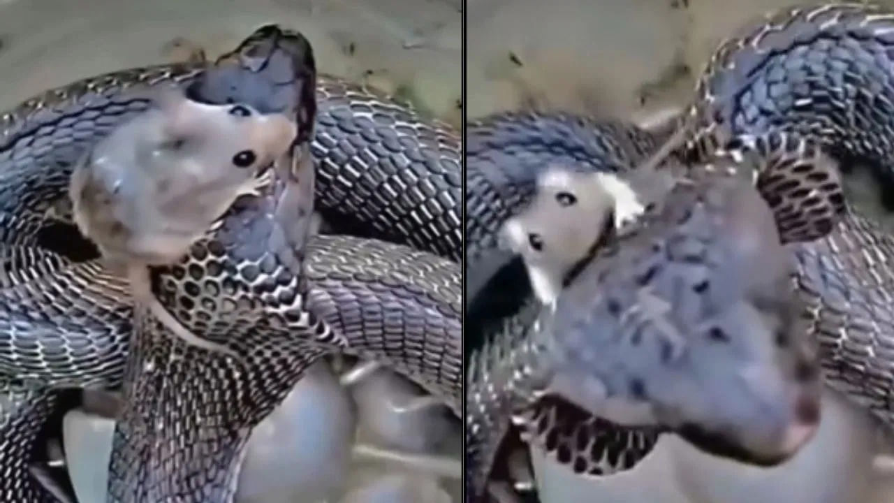 Viral Video: ప్రాణం కోసం పాము పడగ మీద కూర్చున్న ఎలుక.. ఆహారాన్ని అందుకోవాలని పాము పాట్లు.. వీడియో వైరల్