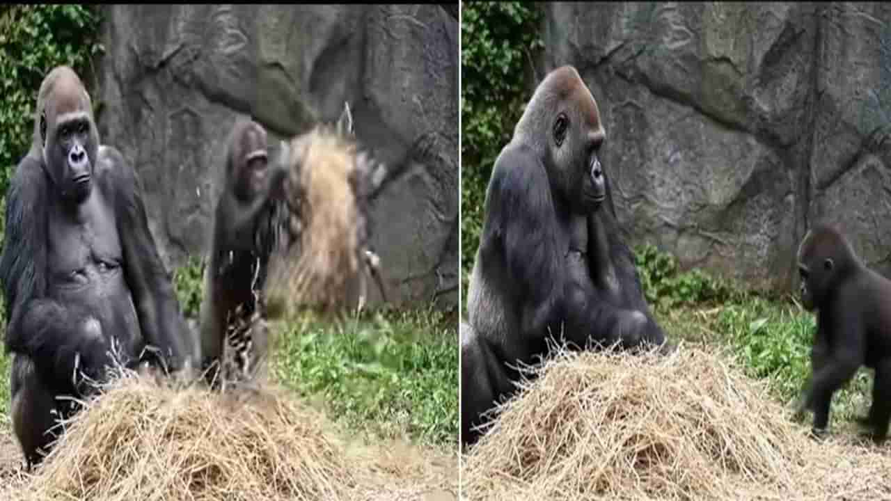 Viral Video: అయ్యో వీటికి కూడా పిల్లల పరేషాన్ తప్పదా..? పిల్ల చింపాంజీ చేసిన కొంటె పనికి తలపట్టుకున్న తల్లి