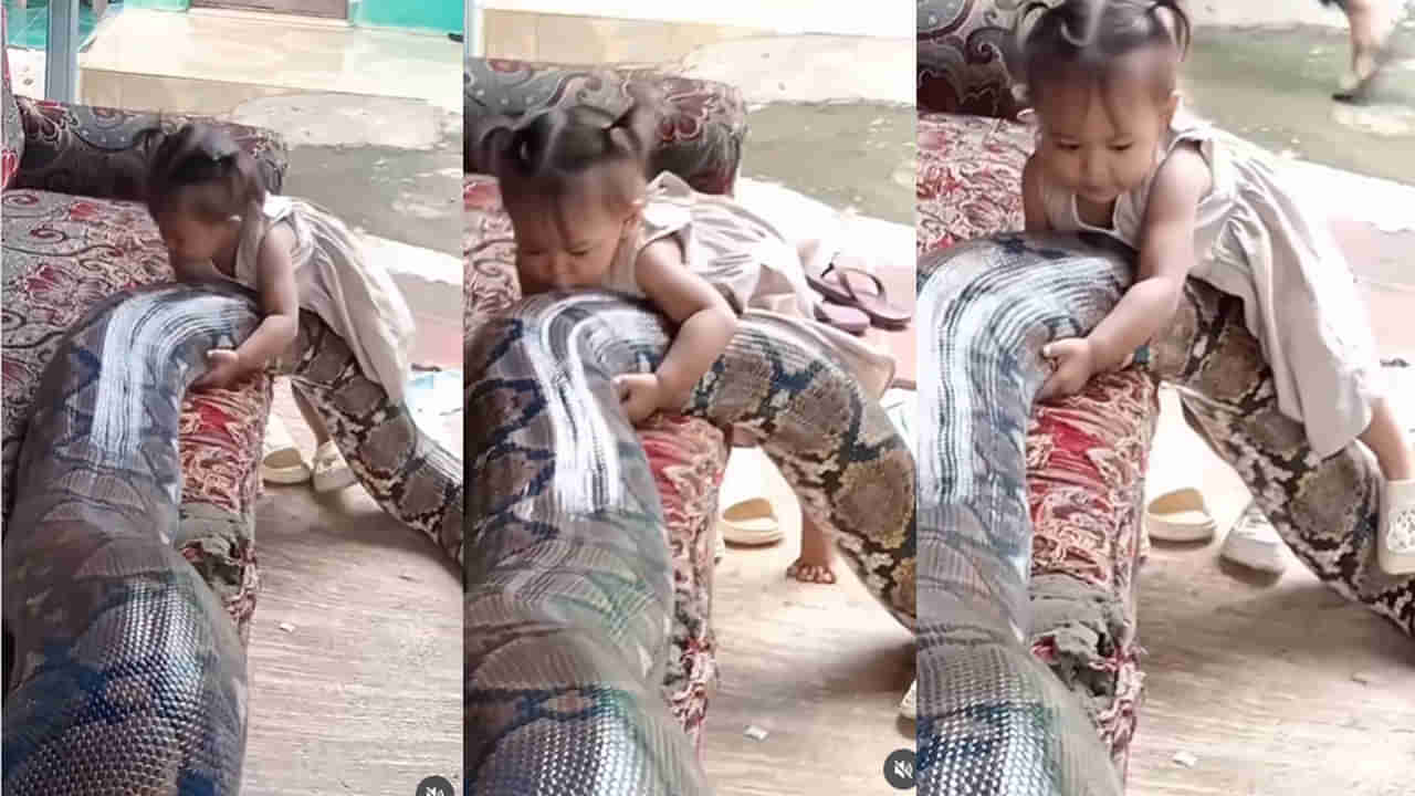 Viral Video: భారీ కొండ చిలువపై ఎక్కేందుకు చిన్నారి ప్రయత్నం.. అది పెంపుడు జంతువు కాదంటూ ఆందోళన వ్యక్తం చేస్తోన్న నెటిజన్లు..