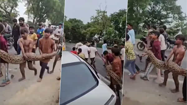 రేయ్ అదేమైన తాడు అనుకున్నారా.. అలా మోసుకెళ్తున్నారు.. గుండెల్లో వణుకుపుట్టిస్తున్న షాకింగ్ వీడియో!