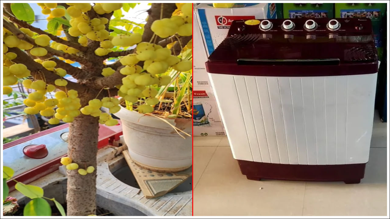 Viral Video: ఎలా వస్తాయి రా సామీ ఇలాంటి ఐడియాలు.. పాత వాషింగ్‌ మెషిన్‌తో ఇలా కూడా చేస్తారా? నెట్టింట్లో వీడియో వైరల్‌