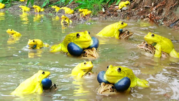 Andhra News: ఆత్మకూర్లో అద్భుత దృశ్యం.. వరద నీటిలో మెరిపోతున్న వీటినెప్పుడైనా చూశారా?
