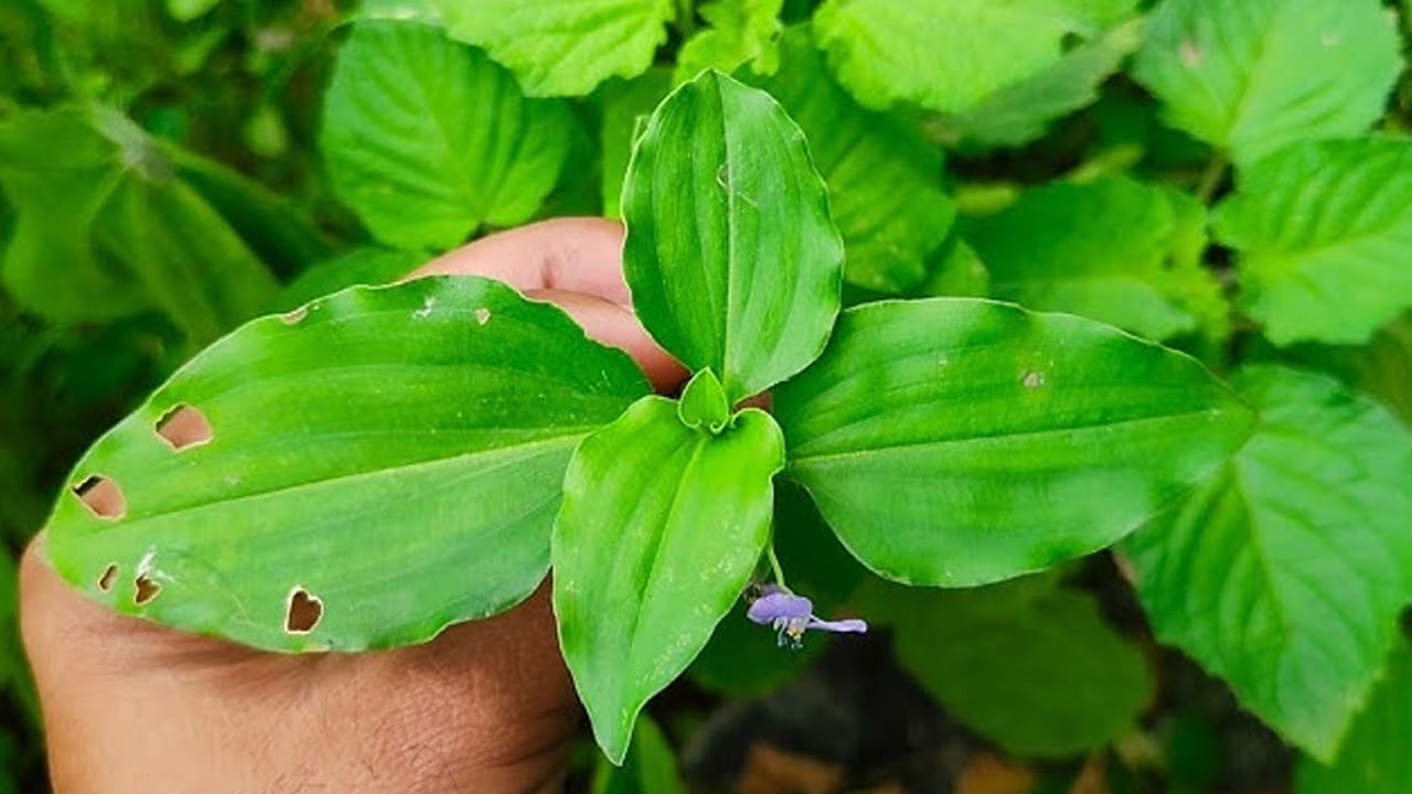 గ్రామాల్లో, ప‌చ్చిక‌ బ‌య‌ళ్లలో, బీడు భూముల్లో, అడ‌వి ప్రాంతాల్లో ఎక్కువ‌గా క‌నిపించే అమృత‌కాడ మొక్కను చాలా మంది చూసే ఉంటారు. అయితే ఈ మొక్క‌ను క‌లుపు అంటూ పీకేస్తారు. అయితే అమృత కాడ మొక్కలో అనేక ఔష‌ధ గుణాలున్నాయి. . ఆసియా, ఆఫ్రికా దేశాల‌లో ఈ మొక్క ఎక్కువ‌గా కనిపిస్తుంది. ఈ మొక్కలో యాంటీ వైర‌ల్, యాంటీ ఇన్ ఫ్లామేట‌రీ లక్షణాలున్నాయని కొన్ని ప‌రిశోధ‌నల్లో వెల్లడయింది. 
