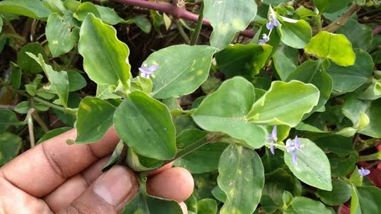 గాయాల‌ను, పుండ్ల‌ను, చ‌ర్మ వ్యాధులను, ముఖంపై మొటిమ‌ల‌ను న‌యం చేయ‌డంలో మంచి ఔష‌ధంగా ప‌నిచేస్తుంది. ఈ మొక్క ఆకుల‌ను మెత్త‌గా నూరి చ‌ర్మం పై గాయాల‌పై రాయ‌డం వ‌ల్ల చ‌ర్మ సంబంధ‌మైన స‌మ‌స్యలు త‌గ్గుతాయి. చ‌ర్మాన్ని ఆరోగ్యంగా ఉంచ‌డంలో స‌హాయ‌ప‌డుతుంది.  