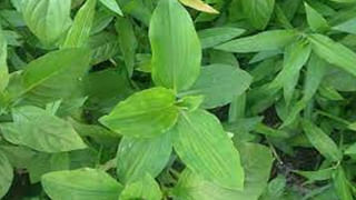 ఇలాంటి తాబేలు మీ ఇంట్లో ఉంటే అదృష్టం మీ వెంటే..! ఈ తప్పులు మాత్రం చేయకండి..