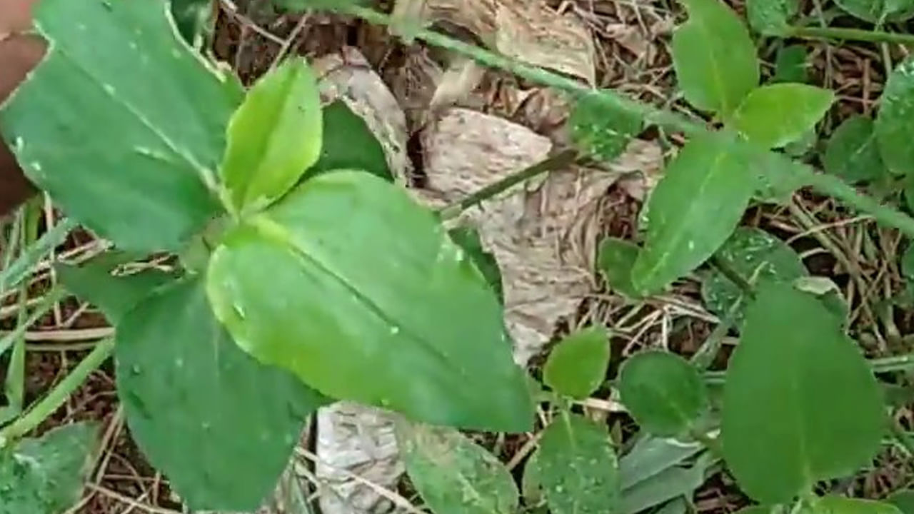 ప‌శువులు కూడా ఈ మొక్క‌ను ఎంతో ఇష్టంగా తింటాయి. ఈ మొక్కని తినడం వలన పశువుల్లో పాల ఉత్ప‌త్తి పెరుగుతుంది. ఈ మొక్క ఆకులల్లో విట‌మిన్ సి అధికంగా ఉంటుంది. త‌ల‌నొప్పిని, కుష్టును, కామెర్లను, మ‌ల‌బ‌ద్ద‌కాన్ని, మూర్ఛ‌ను, జ్వ‌రాన్ని త‌గ్గించ‌డంలో ఈ అమృత‌కాడ మొక్క ఎంత‌గానో ఉప‌యోగ‌ప‌డుతుంది. 
