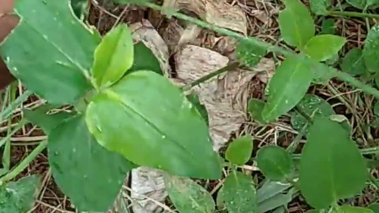 ప‌శువులు కూడా ఈ మొక్క‌ను ఎంతో ఇష్టంగా తింటాయి. ఈ మొక్కని తినడం వలన పశువుల్లో పాల ఉత్ప‌త్తి పెరుగుతుంది. ఈ మొక్క ఆకులల్లో విట‌మిన్ సి అధికంగా ఉంటుంది. త‌ల‌నొప్పిని, కుష్టును, కామెర్లను, మ‌ల‌బ‌ద్ద‌కాన్ని, మూర్ఛ‌ను, జ్వ‌రాన్ని త‌గ్గించ‌డంలో ఈ అమృత‌కాడ మొక్క ఎంత‌గానో ఉప‌యోగ‌ప‌డుతుంది. 

