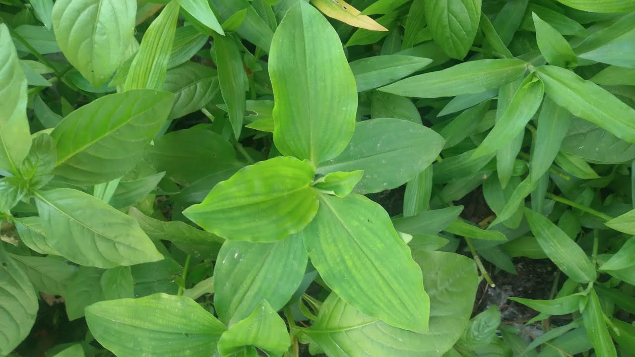 అమృత కాడ ఆకులు జ్వ‌రానికి దివ్య ఔషధంగా పని చేస్తాయి. మలేరియా జ్వరంతో బాధపడుతున్న వారు చ‌ల్ల‌ని నీటిలో ఈ ఆకులు వేసి ఆ నీటిని వ‌డ‌క‌ట్టుకుని తాగ‌డం జ్వరం త‌గ్గుతుంది. ఈ మొక్క ఆకుల‌ నీటిలో  అర టీ స్పూన్ జీల‌క‌ర్ర‌ను, మిరియాల‌ను వేసి మ‌రిగించి వ‌డ‌క‌ట్టుకుని ఈ నీటిని రోజుకు ఒక‌సారి తాగినా జ్వ‌రం త‌గ్గుతుంది.
