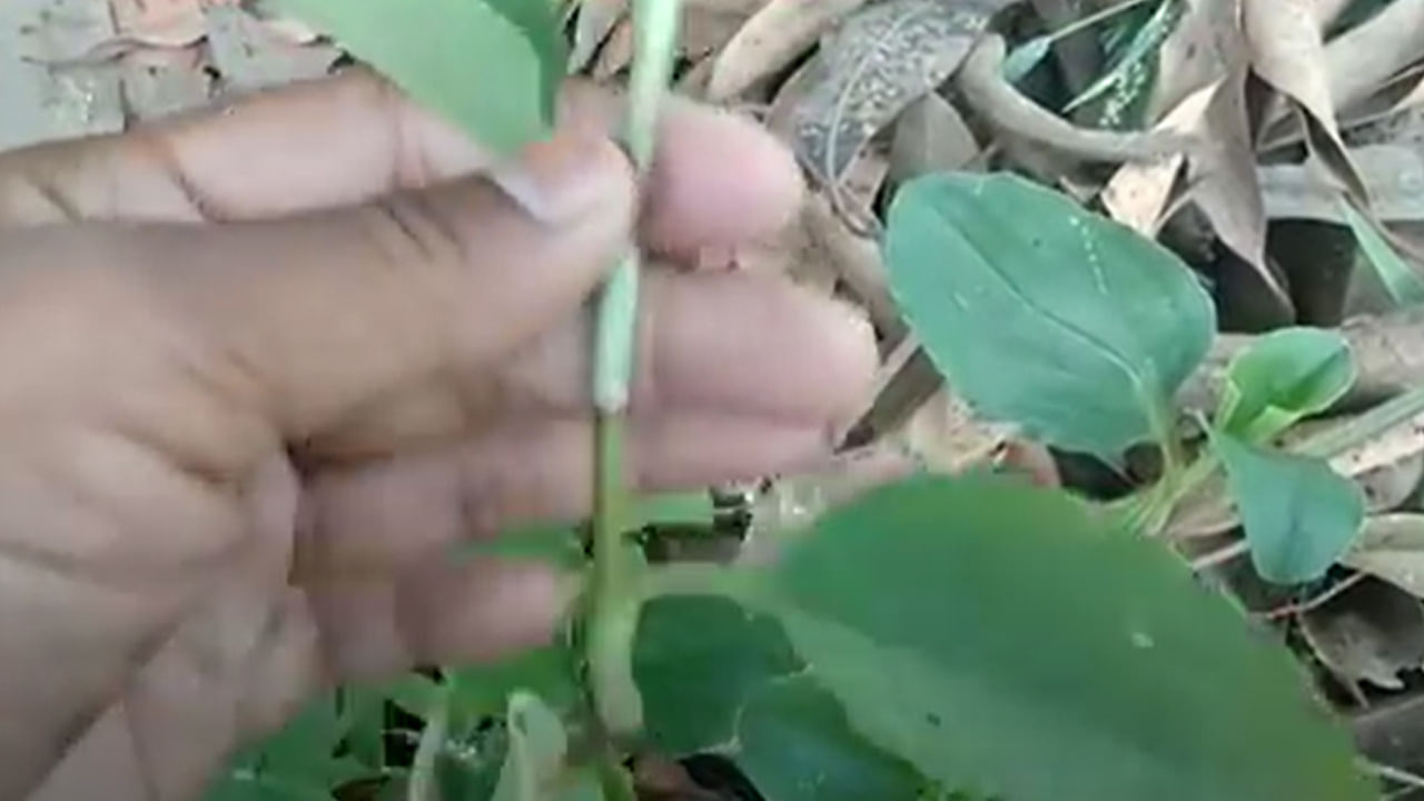 అమృత‌కాడ మొక్క వేర్ల‌ను జ్యూస్ గా చేసుకుని తాగ‌డం వ‌ల్ల జీర్ణాశ‌య సంబంధిత స‌మ‌స్య‌లు న‌యం అవుతాయి. నిద్ర‌లేమి, రేచీక‌టి, క‌ళ్ల క‌ల‌క వంటి వాటిని తగ్గించ‌డంలో కూడా ఈ మొక్క‌ను ఔష‌ధంగా ఉప‌యోగిస్తారు. 