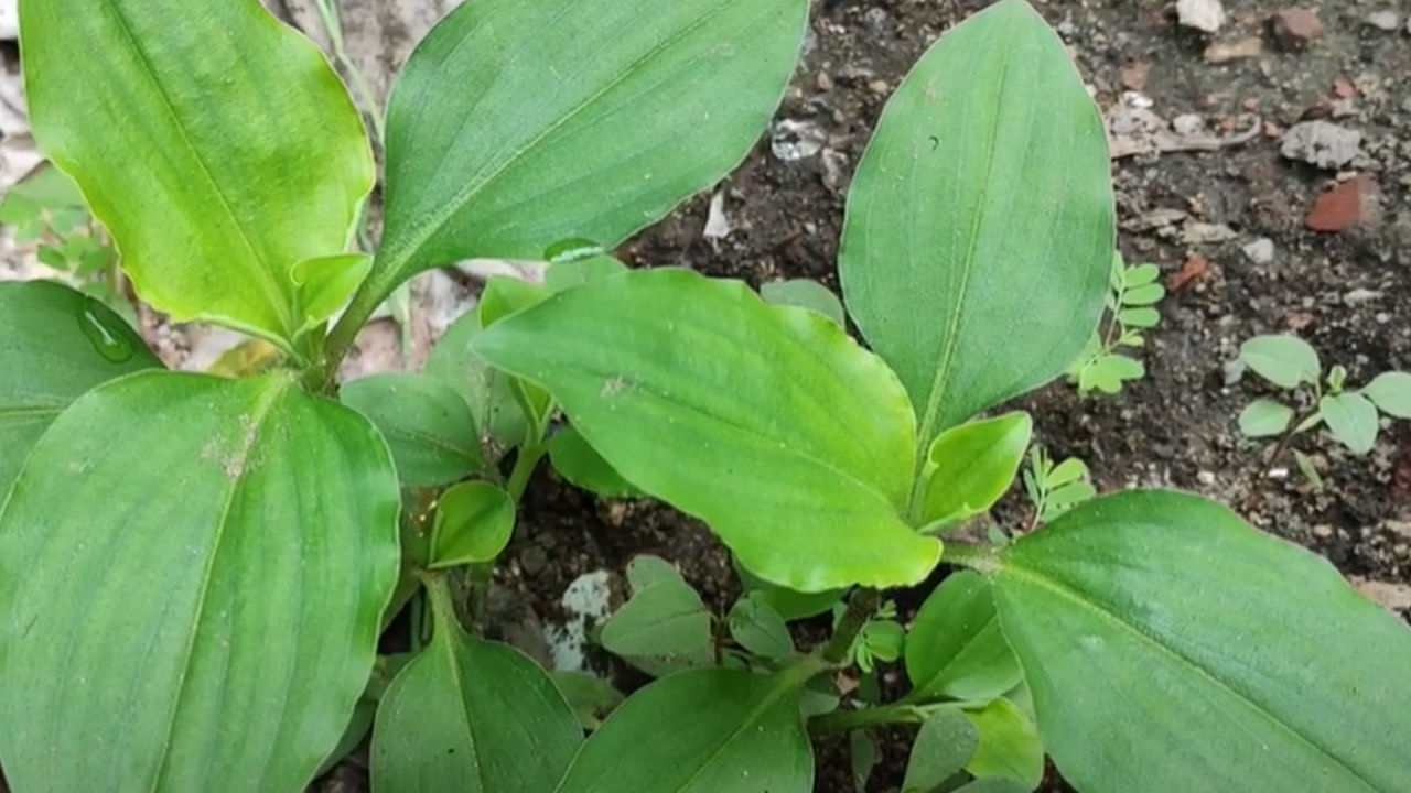 ఈ మొక్కని పేస్ట్ చేసి ఎక్కడైనా నొప్పిగా అనిపించిన చోటఅ అప్లై చేస్తే నొప్పి తగ్గుతుంది. మొలలు కూడా తగ్గుతాయని వైద్య నిపుణులు చెబుతున్నారు. కాలేయ సంబంధిత స‌మ‌స్య‌ల నుంచి ఉపశమనం ఇస్తుంది. గొంతునొప్పి, కుష్టు వ్యాధిని నయం చేయ‌డంతో పాటు నాడీ వ్య‌వ‌స్థ రుగ్మ‌త‌ల‌ను త‌గ్గించ‌డంలో అమృత‌కాడ మొక్క స‌హాయ‌ప‌డుతుంది. 
