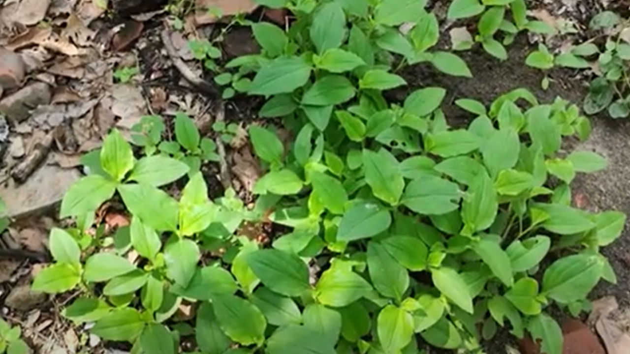 శ‌రీరంలో వ‌చ్చే నొప్పుల‌ను, వాపుల‌ను త‌గ్గించ‌డంలో పాటు చెవి, క‌ర్ణ‌భేరి స‌మ‌స్య‌ల‌ను న‌యం చేయ‌డానికి, దంతాల స‌మ‌స్య‌ల‌ను, పాము కాటుకు విరుగుడుగా కూడా ఈ మొక్క‌ను ఆయుర్వేదంలో ఉప‌యోగిస్తారు. అనేక ర‌కాల వ్యాధుల‌ను న‌యం చేయ‌డంలో ఎంతో ఉపయోగపడుతుంది.  
(NOTE: ఇందులోని అంశాలు కేవలం అవగాహన కోసం మాత్రమే. నిపుణులు అందించిన సమాచారం ప్రకారం ఇక్కడ తెలియజేయడమైనది. ఆరోగ్యరీత్యా ఎలాంటి సమస్యలు ఉన్నానేరుగా వైద్య నిపుణులను సంప్రదించడం మంచిది)