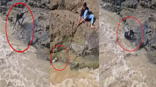 Viral Video: ఎత్తైన బ్రిడ్జిపై నుంచి వెళ్తున్న ట్రైన్‌.. ఒక్కసారిగా కూలిపోయిన బేస్‌ భాగం.. తర్వాత ఏం జరిగిందంటే?