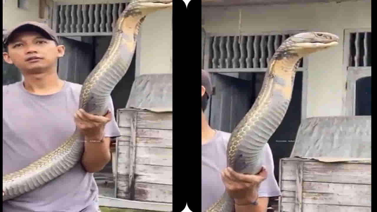 King cobra: బాబోయ్.. 18 అడుగుల భారీ కింగ్ కోబ్రా.. ఈజీగా పట్టేసుకున్న యువకుడి ధైర్యానికి హాట్సాఫ్ చెప్పాల్సిందే