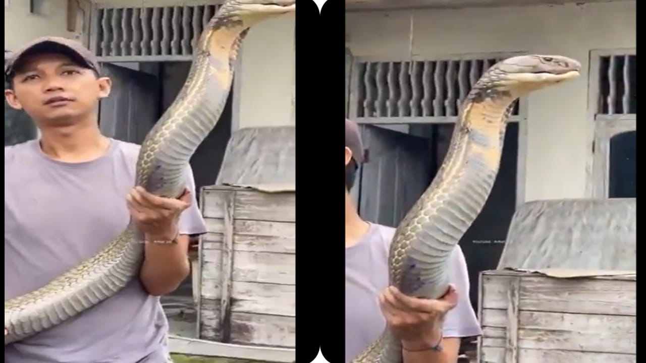 King cobra: బాబోయ్.. 18 అడుగుల భారీ కింగ్ కోబ్రా.. ఈజీగా పట్టేసుకున్న యువకుడి ధైర్యానికి హాట్సాఫ్ చెప్పాల్సిందే