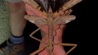 Watch: రష్యాలో భూకంపం.. 600 ఏళ్ల తర్వాత మళ్ళీ పేలిన అగ్నిపర్వతం..ఆ భయానక దృశ్యాలు ఎలా ఉన్నాయంటే..