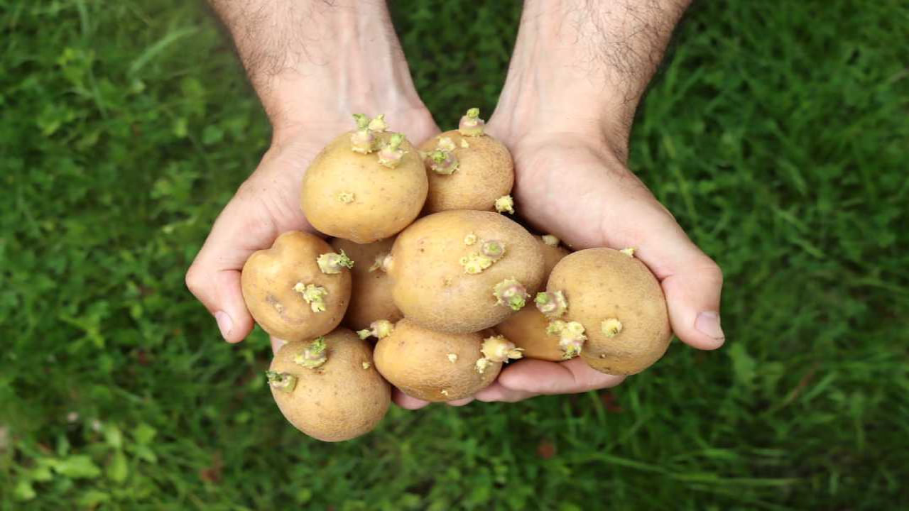 Potato: మొలకెత్తిన బంగాళాదుంపలు తినడం మంచిదేనా.. తెలిస్తే షాక్ అవుతారు
