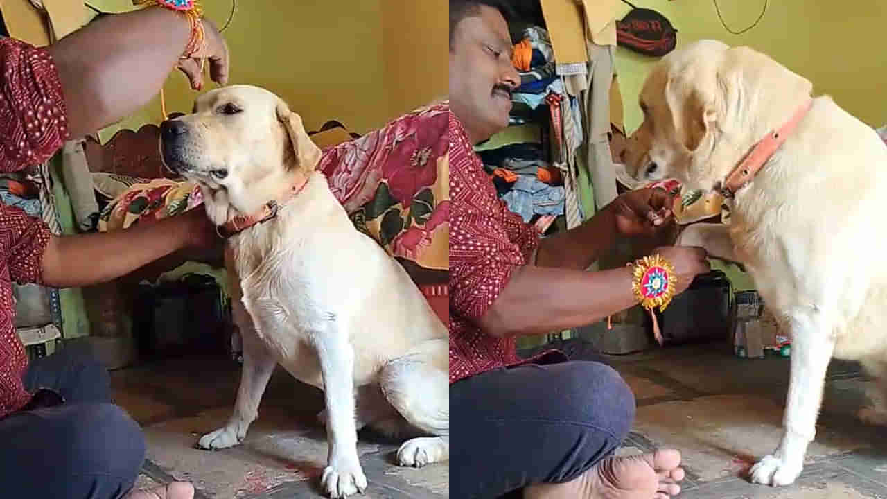 వినూత్న వేడుక.. పెంపుడు కుక్కకు రాఖీ కట్టి ప్రేమానుబంధాన్ని చాటిన జంతు ప్రేమికుడు!