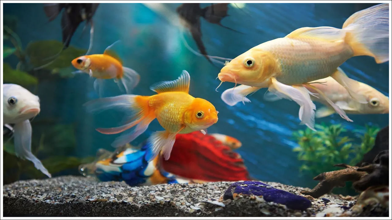 Aaquarium Fish: అక్వేరియంలో చేపలు త్వరగా చనిపోతున్నాయా? ఇలా చేస్తే ఎక్కువ కాలం బతుకుతాయి!