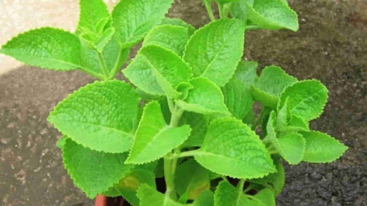 ఈ ఆకు ఎక్కడ దొరికితే అక్కడ నమిలేయండి.. వర్షాకాలంలో ఇదో వరం..