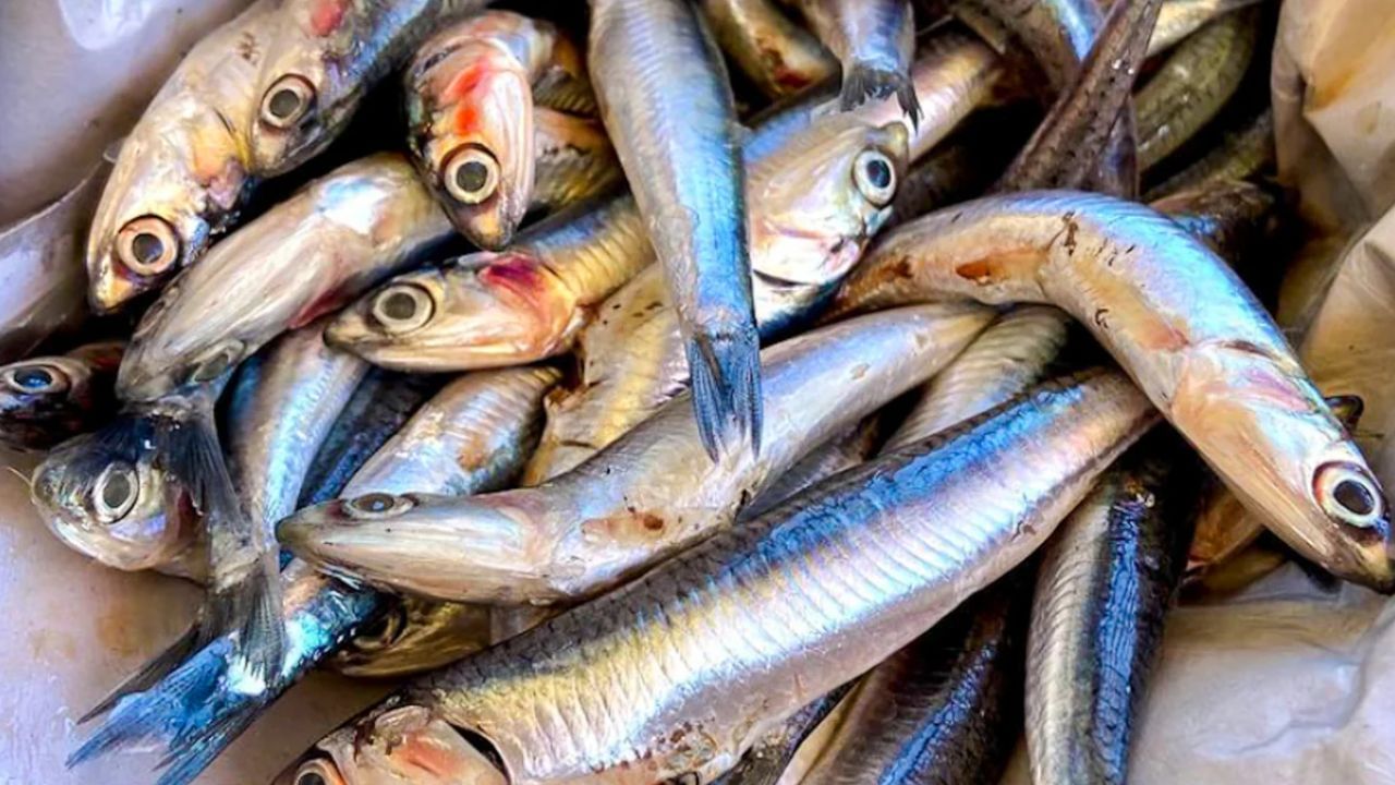 ఆంకోవీస్ (Anchovies).. ఈ చేప రుచి అందరికీ నచ్చకపోయినా ఆరోగ్యానికి చాలా మంచిది. ఇందులో ఒమేగా 3 కొవ్వు ఆమ్లాలు పుష్కలంగా ఉంటాయి. కేవలం 100 గ్రాముల ఆంకోవీస్‌ లో దాదాపు 2000 mg ఒమేగా 3 ఫ్యాటీ యాసిడ్స్ లభిస్తాయి. ఇవి గుండె పనితీరును మెరుగుపరచి రక్త నాళాలను ఆరోగ్యంగా ఉంచుతాయి.