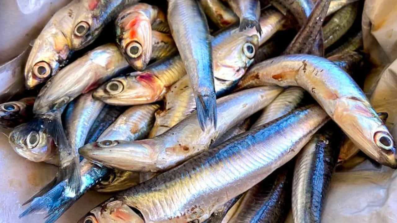 ఆంకోవీస్ (Anchovies).. ఈ చేప రుచి అందరికీ నచ్చకపోయినా ఆరోగ్యానికి చాలా మంచిది. ఇందులో ఒమేగా 3 కొవ్వు ఆమ్లాలు పుష్కలంగా ఉంటాయి. కేవలం 100 గ్రాముల ఆంకోవీస్ లో దాదాపు 2000 mg ఒమేగా 3 ఫ్యాటీ యాసిడ్స్ లభిస్తాయి. ఇవి గుండె పనితీరును మెరుగుపరచి రక్త నాళాలను ఆరోగ్యంగా ఉంచుతాయి.
