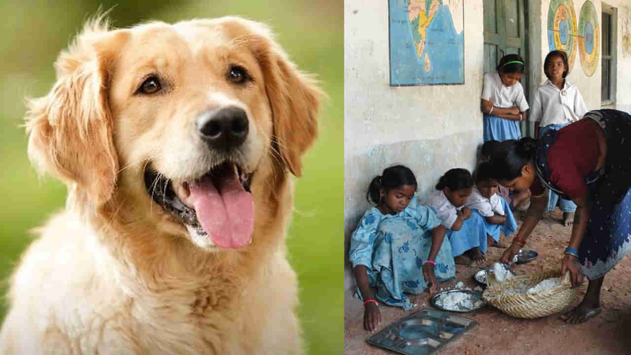 దారుణం.. కుక్క నాకిన కూరగాయలతో మధ్యాహ్న భోజనం.. 78 మంది విద్యార్థులకు రేబిస్ టీకా!