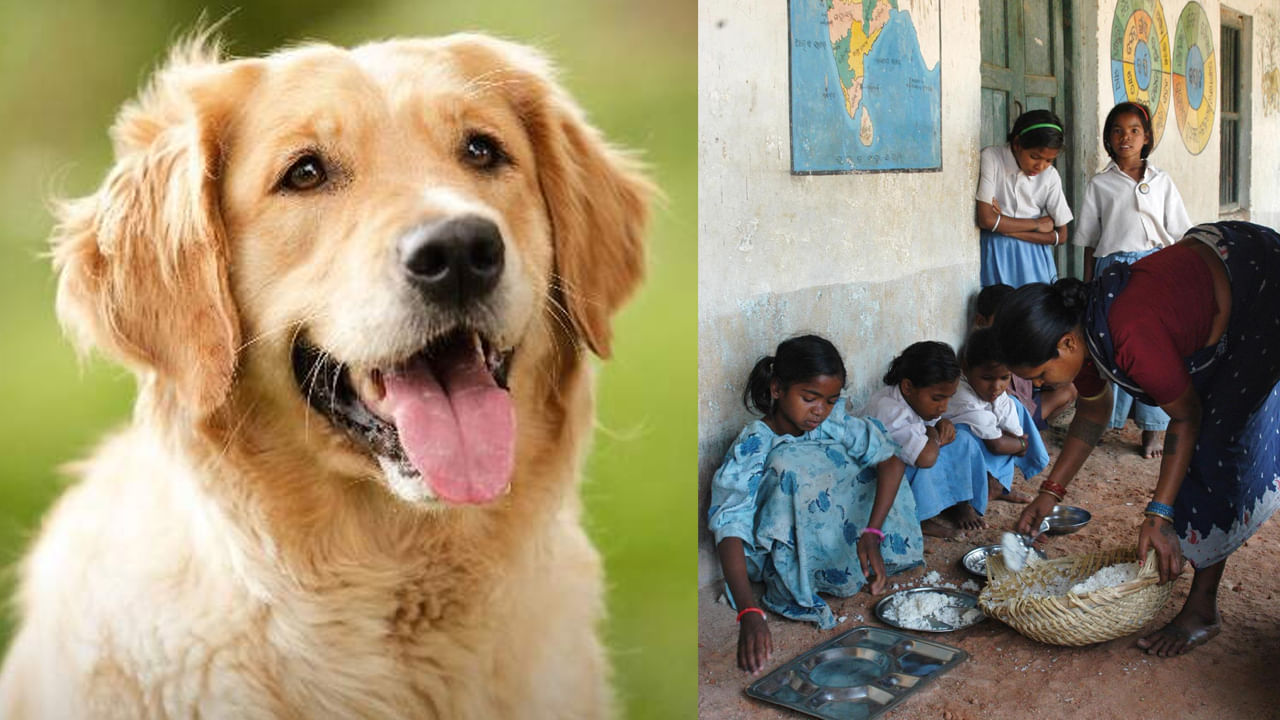 దారుణం.. కుక్క నాకిన కూరగాయలతో మధ్యాహ్న భోజనం.. 78 మంది విద్యార్థులకు రేబిస్ టీకా!