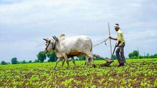 Pulasa: చిక్కిందండి సరైన పులస.. ఎంత రేటు పలికిందో తెలుసా…?