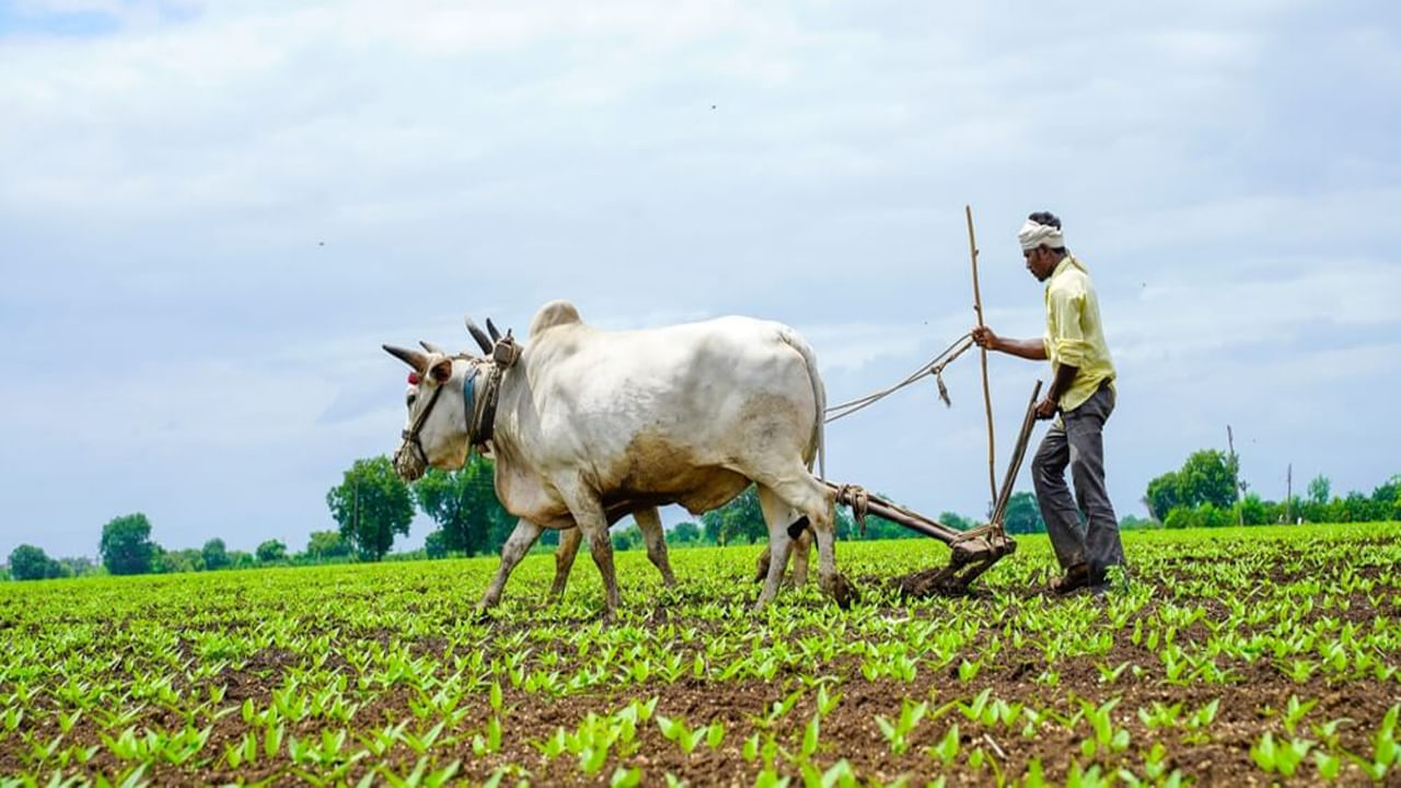 Andhra Pradesh: రైతులకు గుడ్ న్యూస్.. పట్టా పాస్ బుక్ లేకున్నా లోన్స్.. ఆ భయాలు వద్దన్న మంత్రి.. – Telugu News | Andhra Pradesh Government to Distribute Free Pattadar Passbooks to Farmers