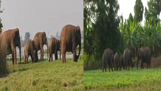 Vijayanagaram: చీకట్లో నడుస్తూ వెళ్తుండగా కనిపించింది చూసి హడలిపోయిన రైతు..