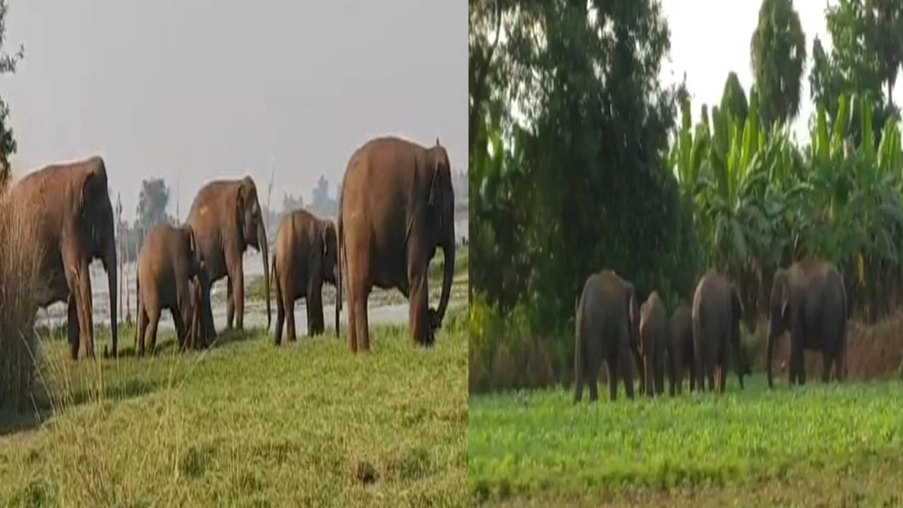 Andhra Pradesh: ఏనుగులతో భయం భయం.. గజ యాప్ తీసుకొచ్చిన సర్కార్.. ఎలా పనిచేస్తుందంటే..?