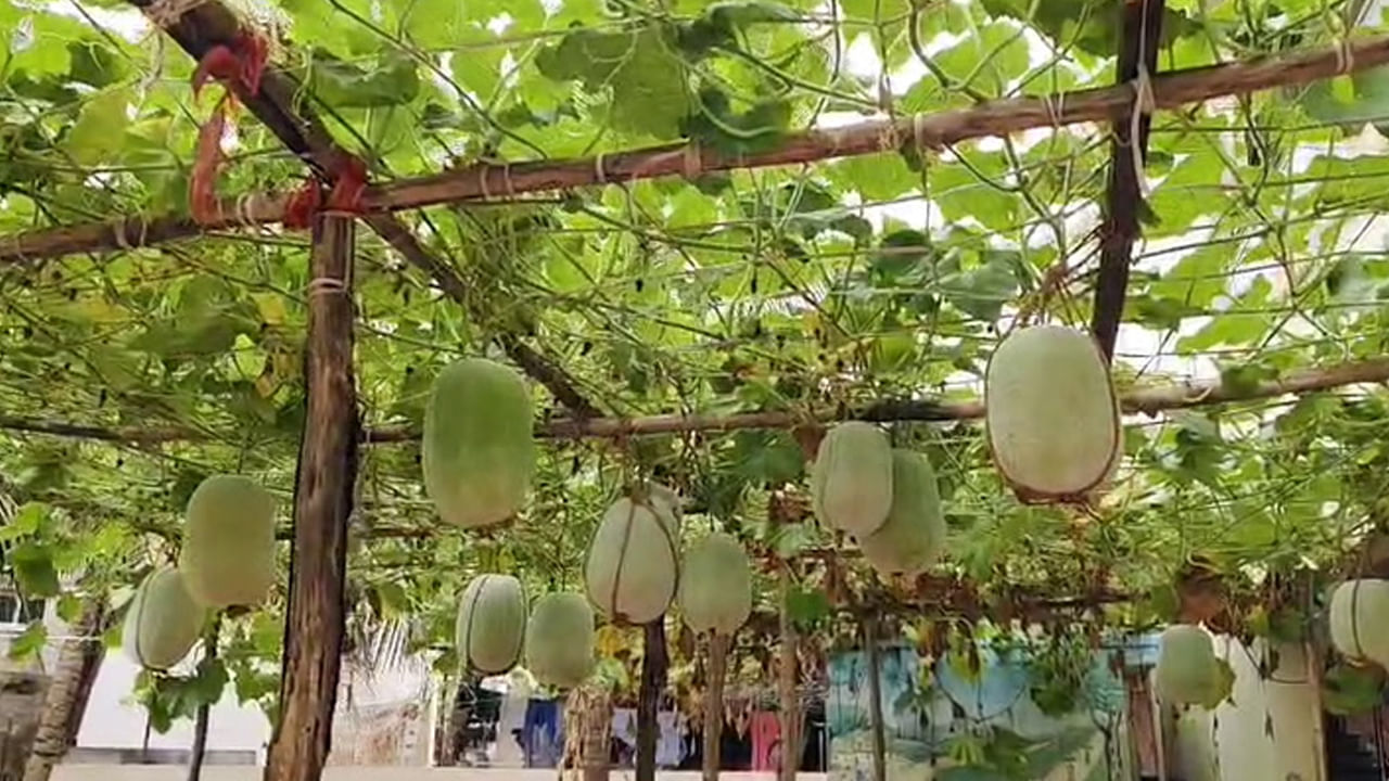 Andhra: ఇంటి ముందు గుమ్మడి కాయలు కడతారు ... కానీ ఛైర్మెన్ గారు మాత్రం..