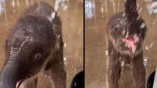 Virgin Australia: విమానం 3వేల అడుగుల ఎత్తులో ఉండగా టాయిలెట్లలో సమస్య.. బాటిళ్లలోనే..!