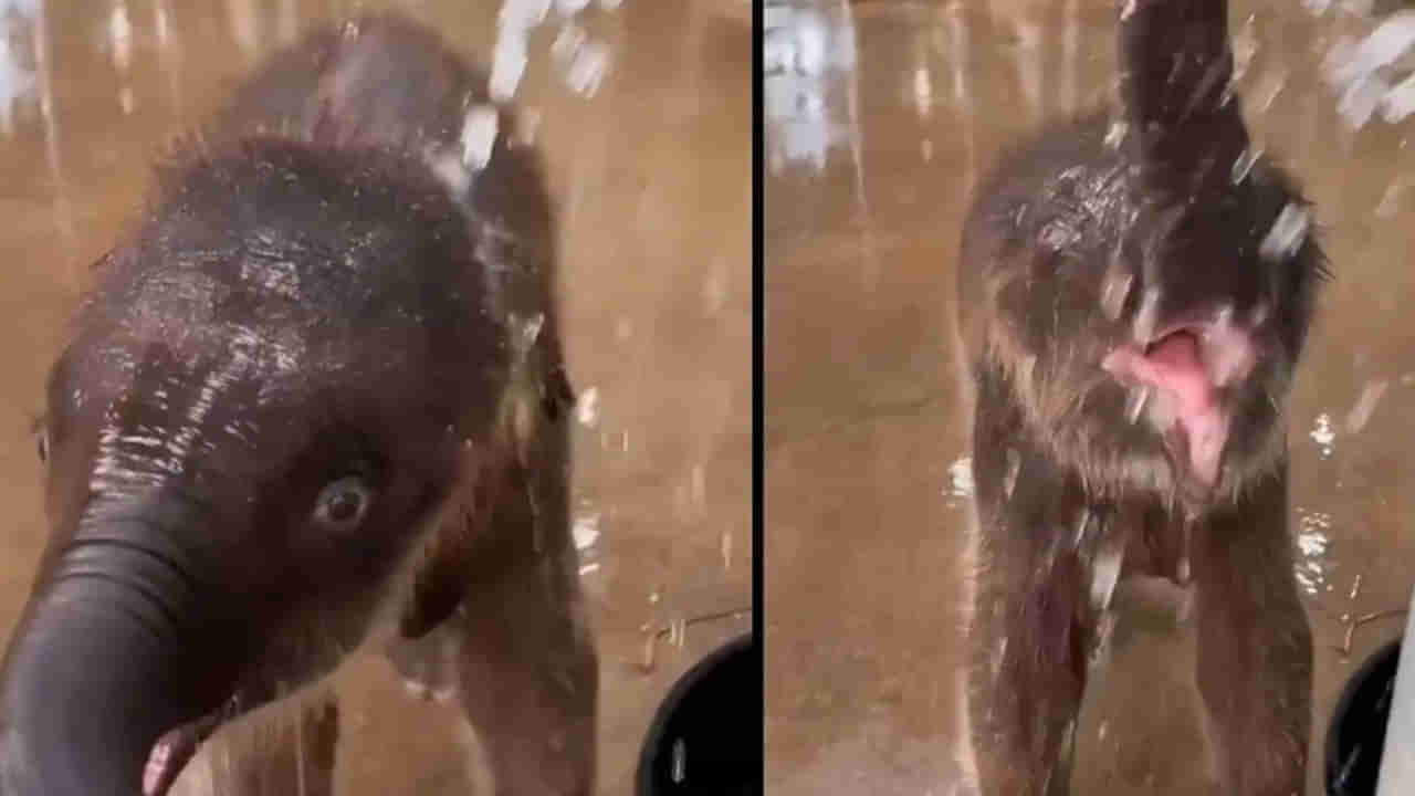 Watch: పుట్టిన తర్వాత మొదటిసారి నీటిని తాకిన పిల్ల ఏనుగు.. ఏం చేసిందో చూస్తే ఫిదా అవ్వాల్సిందే..!