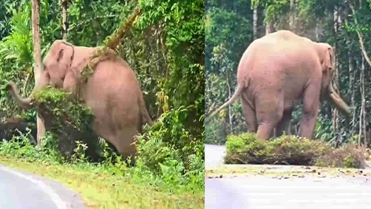 Viral Video: తనని అడ్డగించిన పొదపై గున్న ఏనుగుకి కోపం.. దానిని శిక్షించే విధానం చూస్తే నవ్వకుండా ఉండలేరు.. ఫన్నీ వీడియో వైరల్